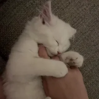 🤩 shik mili @TgEmodziBot, Telegram sticker 10 of 108