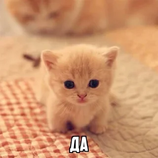 дурная башка @tdakkota: part II