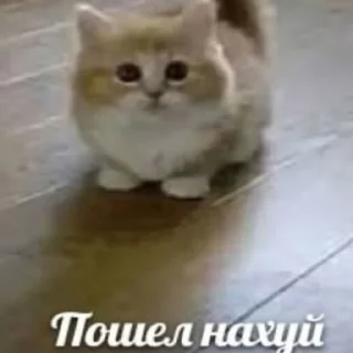 🖕 Просто шось, стикер Telegram 5 из 20