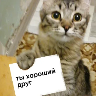 🥺 марсель создатель вселенной, стикер Telegram 18 из 37