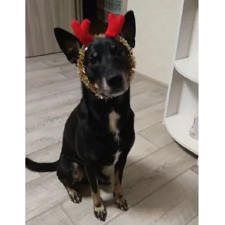 🎅 марсель (декс), стикер Telegram 18 из 24
