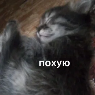 😴 марсель создатель вселенной, стикер Telegram 7 из 37
