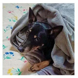 🐶 марсель (декс), стикер Telegram 24 из 24