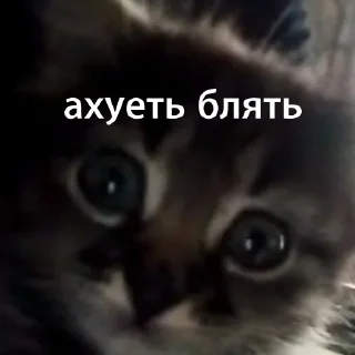 😰 марсель создатель вселенной, стикер Telegram 5 из 37