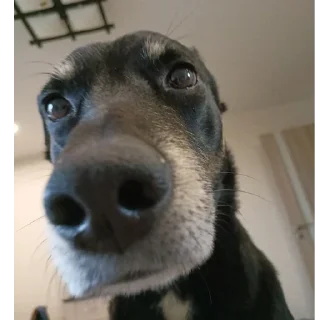 👃 марсель (декс), стикер Telegram 5 из 24