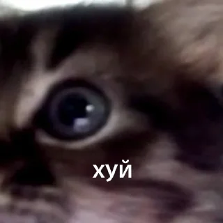 марсель создатель вселенной