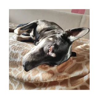 🐶 марсель (декс), стикер Telegram 22 из 24