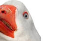 😤 Hysteric birds by @eternalduck, Telegram sticker 5 of 83