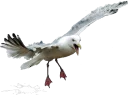 💩 Hysteric birds by @eternalduck, Telegram sticker 22 of 83