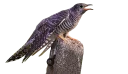 😒 Hysteric birds by @eternalduck, Telegram sticker 6 of 83