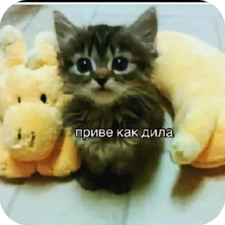 🐱 Бумбая, стикер Telegram 19 из 120