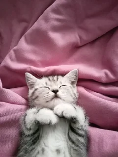 😌 Чтоо??, стікер Telegram 21 з 29