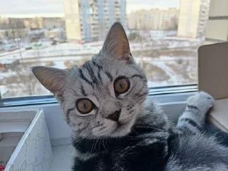 😮 Чтоо??, стікер Telegram 24 з 29