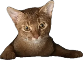 🙄 Кот Юлий 🐈👑, стікер Telegram 13 з 27