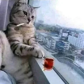 🐈‍⬛ 🥤: @ouoou % @ucucc ., Telegram sticker 5 of 84