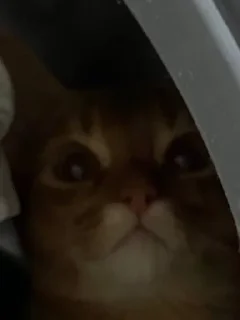 🙀 Кот Юлий 🐈👑, стікер Telegram 24 з 27