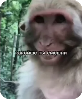 🌟 :: ɸᴧᴏᴩᴇ ᴄᴛиᴋ @ASHFLRR, стікер Telegram 8 з 33