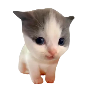 🤩 cat @stikeru_ot_mikoko, Telegram sticker 7 of 24