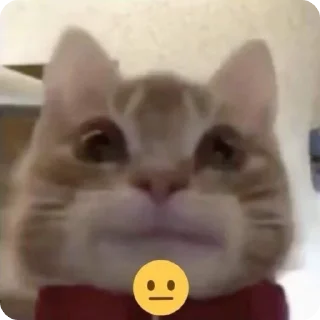 😐 смешни коти 🐈 by. mrz.omg, Telegram sticker 21 of 46
