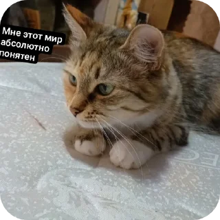 🐱 Анфиса, sticker Telegram 5 sur 11