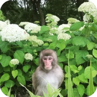 🫥 Улюблені мавпочки, Telegram sticker 23 of 34