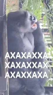 😉 Улюблені мавпочки, Telegram sticker 15 of 34