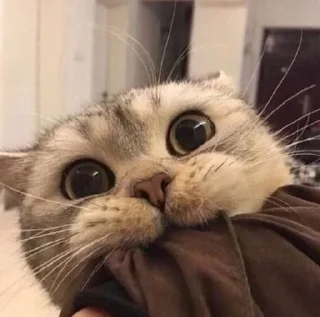 😬 random, стікер Telegram 18 з 93