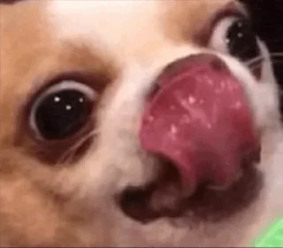 😛 random, стікер Telegram 13 з 93