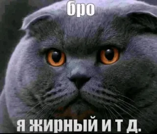 🌟 Бро и тд., стикер Telegram 24 из 29