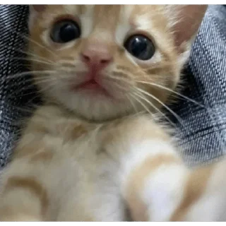 ☺️ Ээээ, стікер Telegram 17 з 38