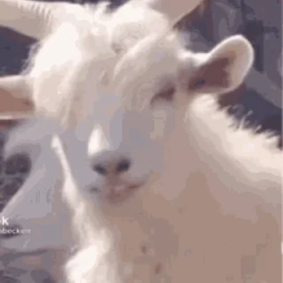 🐐 Козлы @freetopsticker, sticker Telegram 21 sur 40