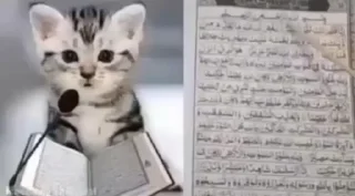 🤓 хайпик by кабирик, стикер Telegram 13 из 50