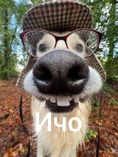 🤠 #Мемчик, стикер Telegram 23 из 28