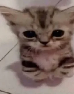 😸 Юмор Артёма, Telegram sticker 14 of 15