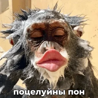 😘 ПОНчики @eternl7, sticker Telegram 18 sur 24