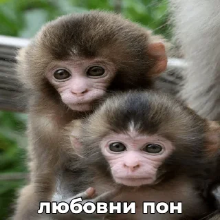 ❤️ ПОНчики @eternl7, sticker Telegram 21 sur 24