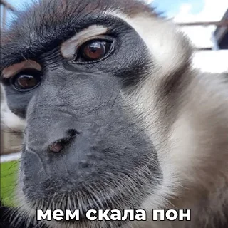 😏 ПОНчики @eternl7, sticker Telegram 16 sur 24