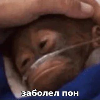 🤧 ПОНчики @eternl7, sticker Telegram 3 sur 24