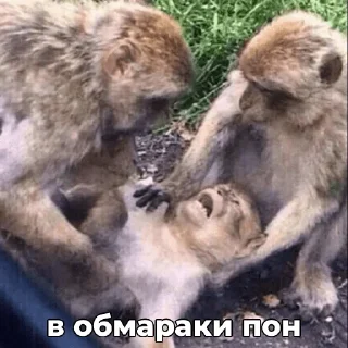 💀 ПОНчики @eternl7, sticker Telegram 12 sur 24