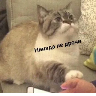 🧕 доброта твоего рта ☺️, Telegram sticker 17 of 82