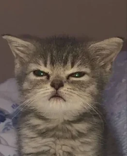 🐈 SokeSieveMonth, sticker Telegram 21 sur 61