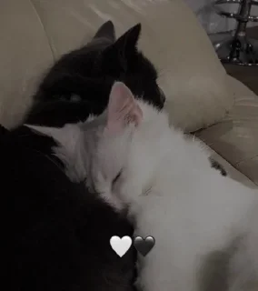 🐈 SokeSieveMonth, sticker Telegram 20 sur 61