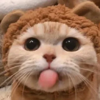 котики