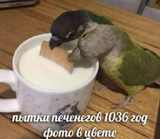🦜 геньг бенгь, sticker Telegram 6 sur 9