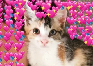 🌟 Муся, Telegram sticker 22 of 23