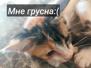🌟 Муся, Telegram sticker 8 of 23
