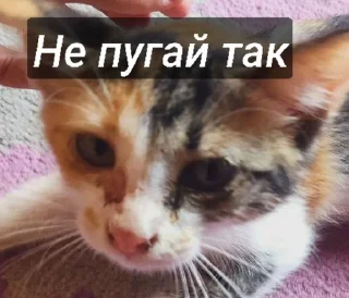 🌟 Муся, Telegram sticker 21 of 23