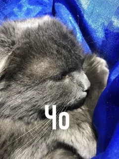 🤨 Муся, стикер Telegram 23 из 38