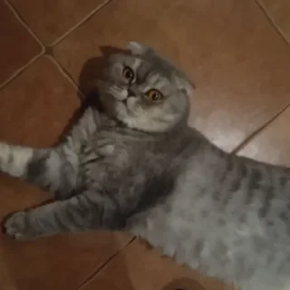 😸 Муся, Telegram sticker 6 of 11