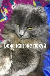 🥱 Муся, стикер Telegram 18 из 38